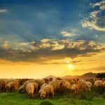 Trenger-vi-vitamin-C-på-carnivore