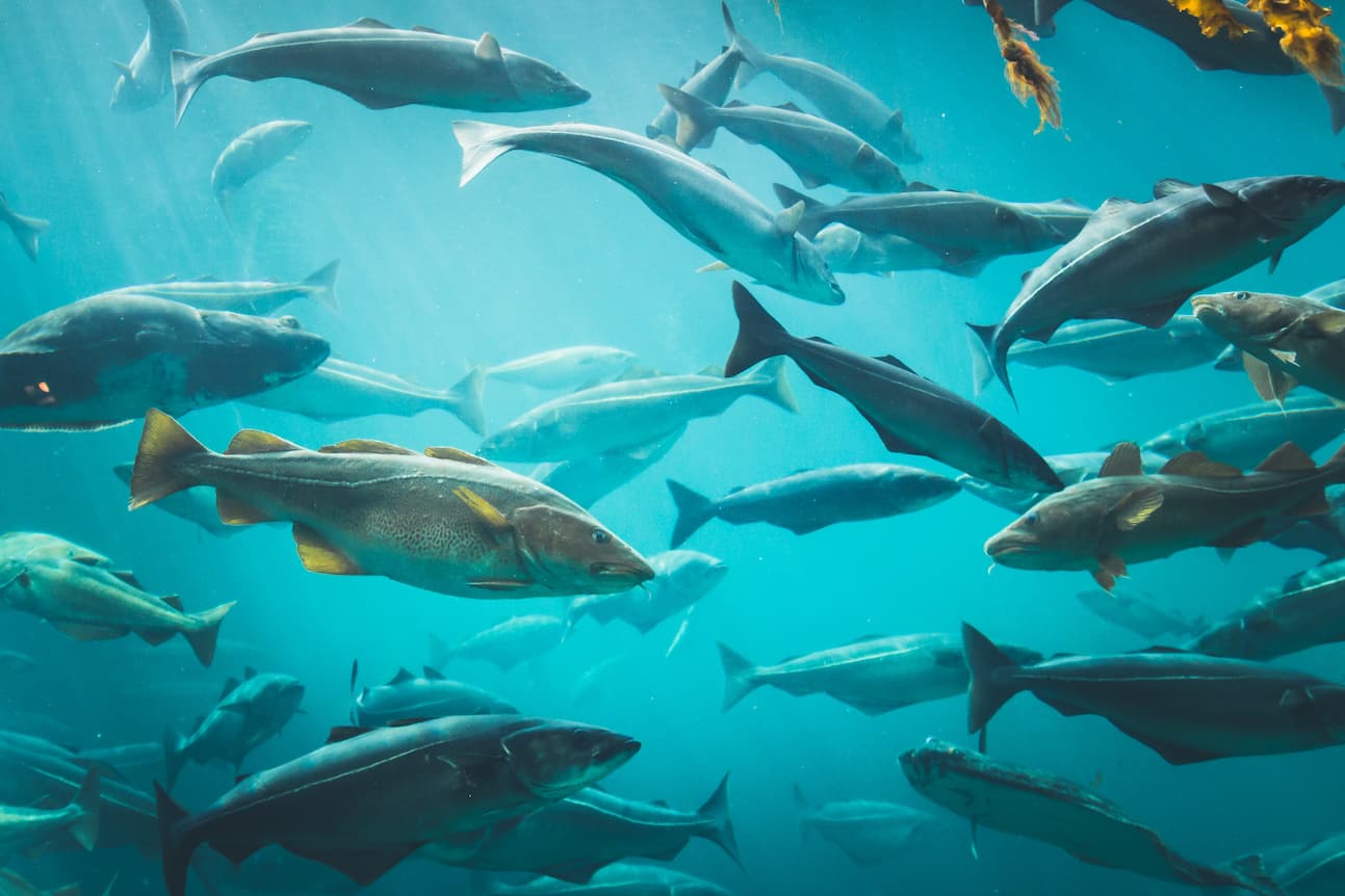 Fabrikkfisk-oppdrettsfisk-syk-mat